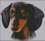 (image for) Black and Tan Dachshund (No Background)